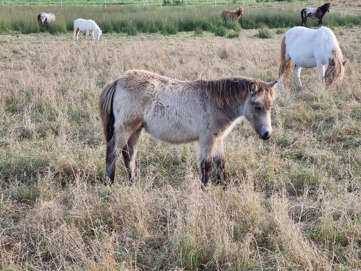 Poneys Shetland Étalon Poulain (04/2024) 100 cm Buckskin in Behringen