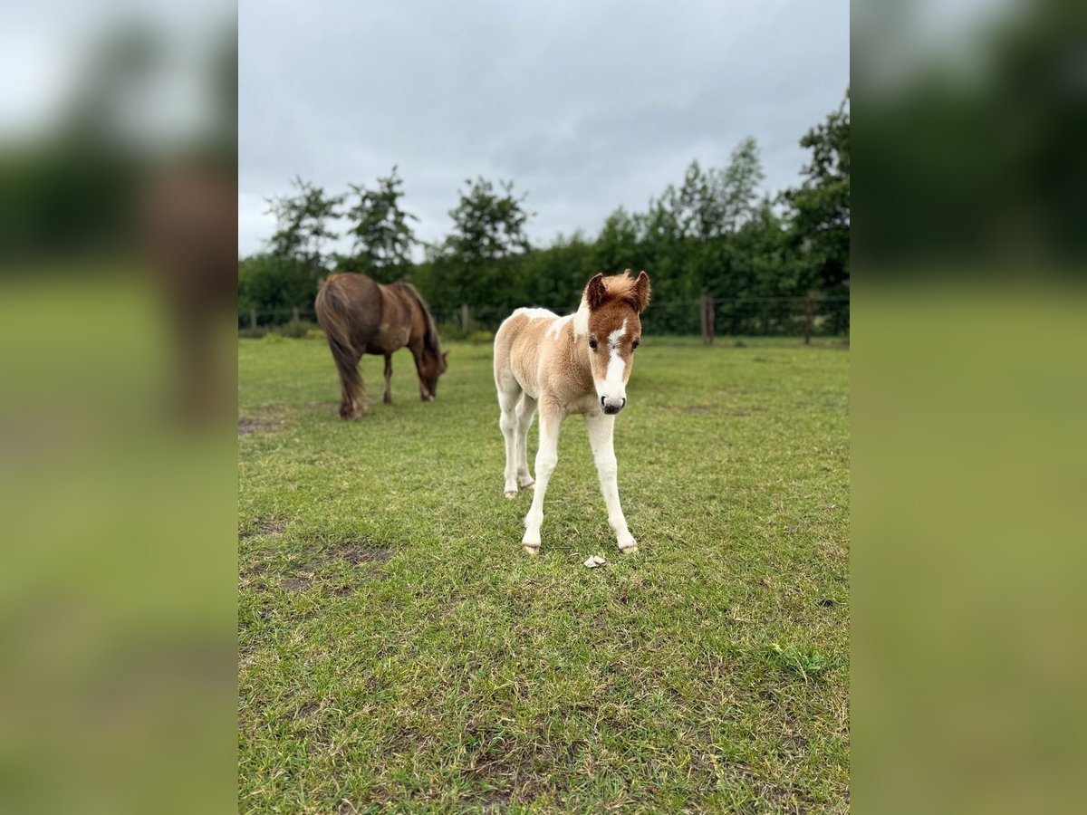 Poneys Shetland Étalon  100 cm Pinto in Rockanje