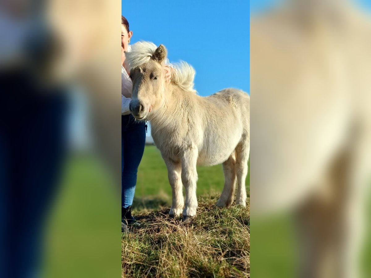 Poneys Shetland Étalon Poulain (05/2024) 104 cm Champagne in Arnemuiden