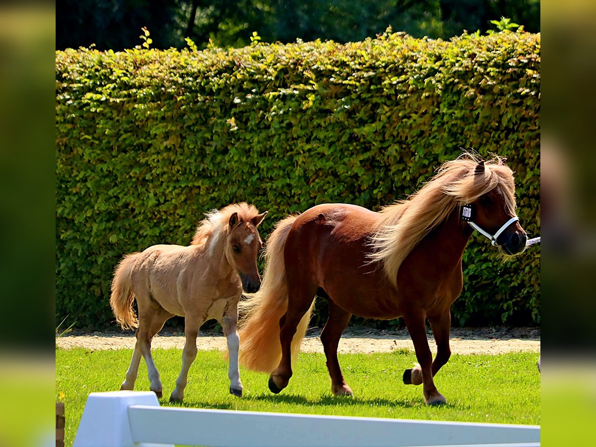 Poneys Shetland Étalon Poulain (05/2024) 104 cm Isabelle in Delbrück