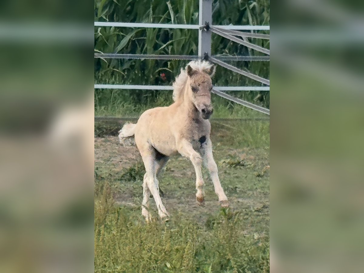 Poneys Shetland Étalon  105 cm Léopard in Gro&#xDF; Molzahn