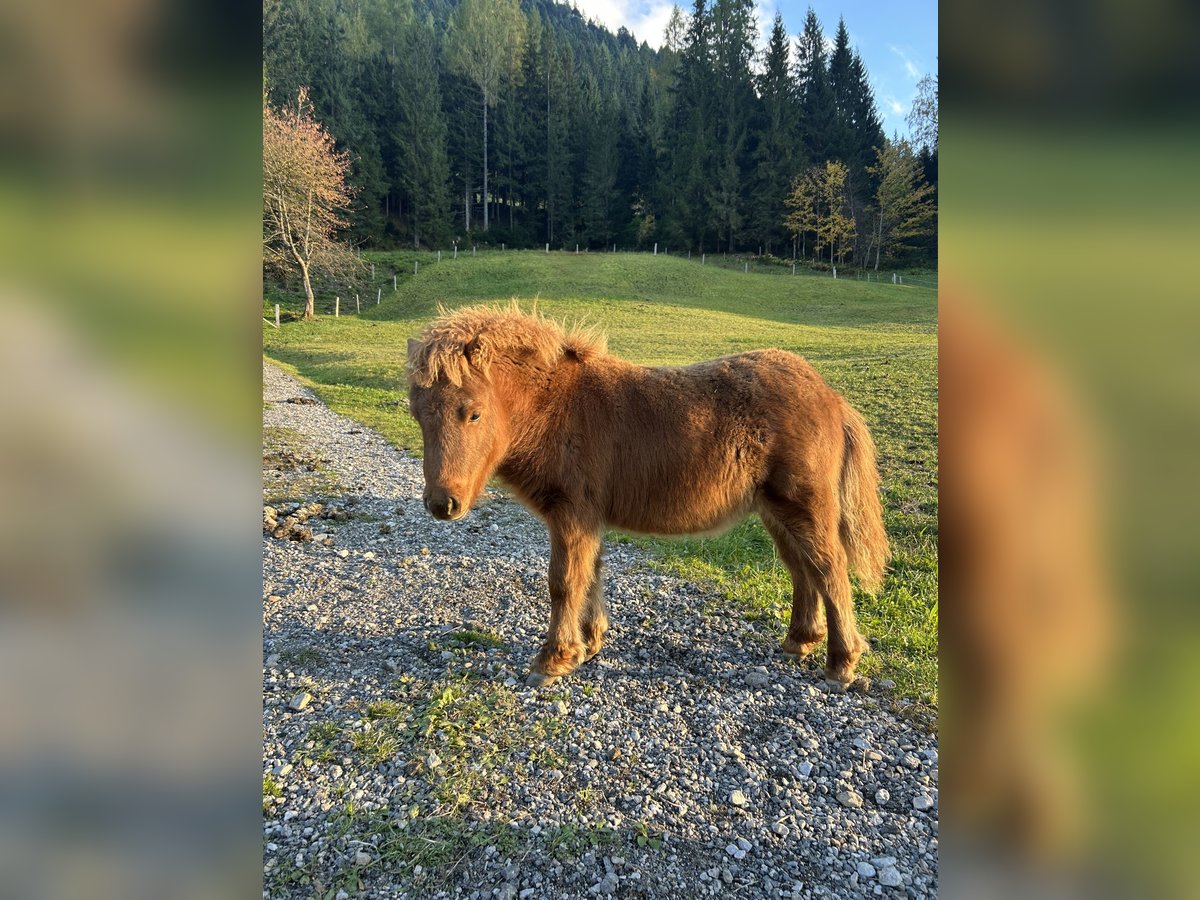 Poneys Shetland Étalon Poulain (05/2025) 60 cm Alezan in Lung&#xF6;tz