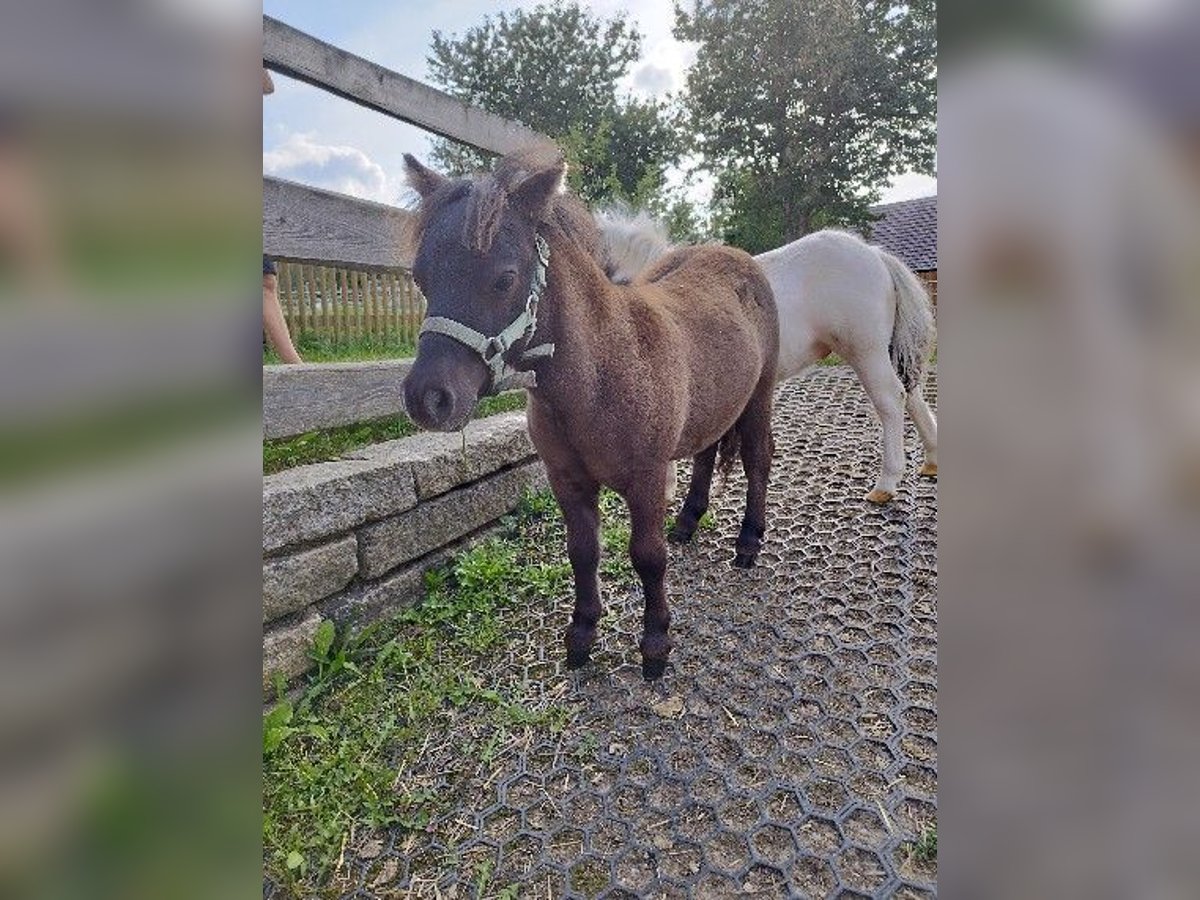 Poneys Shetland Étalon Poulain (04/2024) 60 cm Isabelle in Berthelsdorf