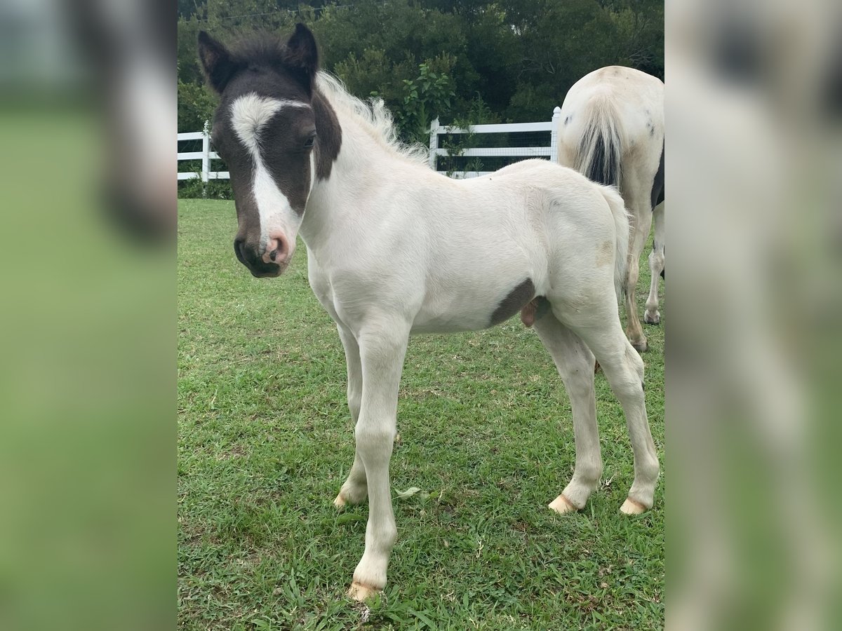 Poneys Shetland Étalon Poulain (07/2024) 71 cm Pinto in Hallwood