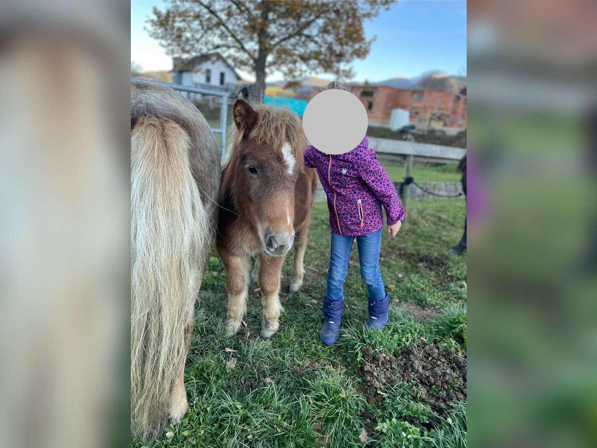 Poneys Shetland Croisé Étalon Poulain (06/2025) 80 cm Alezan in Weisskirchen