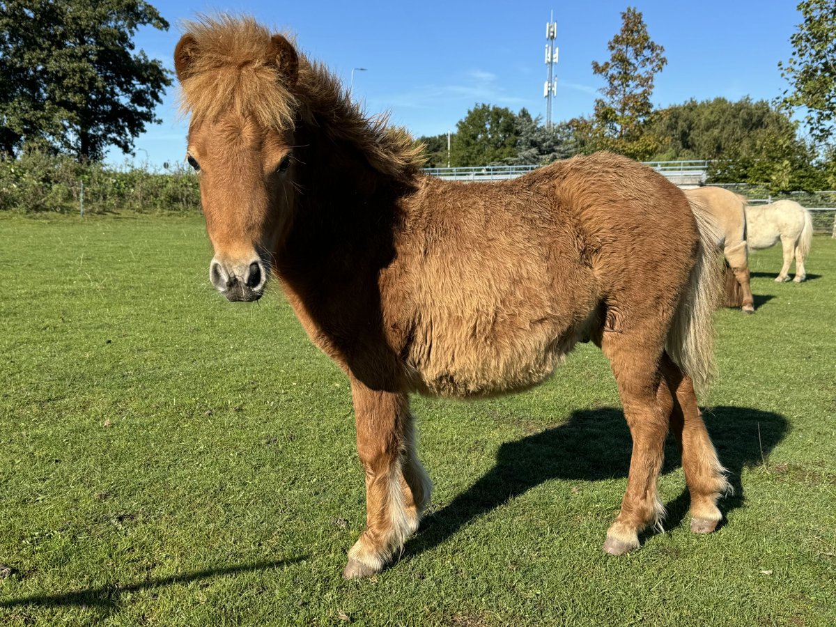 Poneys Shetland Croisé Étalon Poulain (04/2024) 85 cm Alezan in De Lier