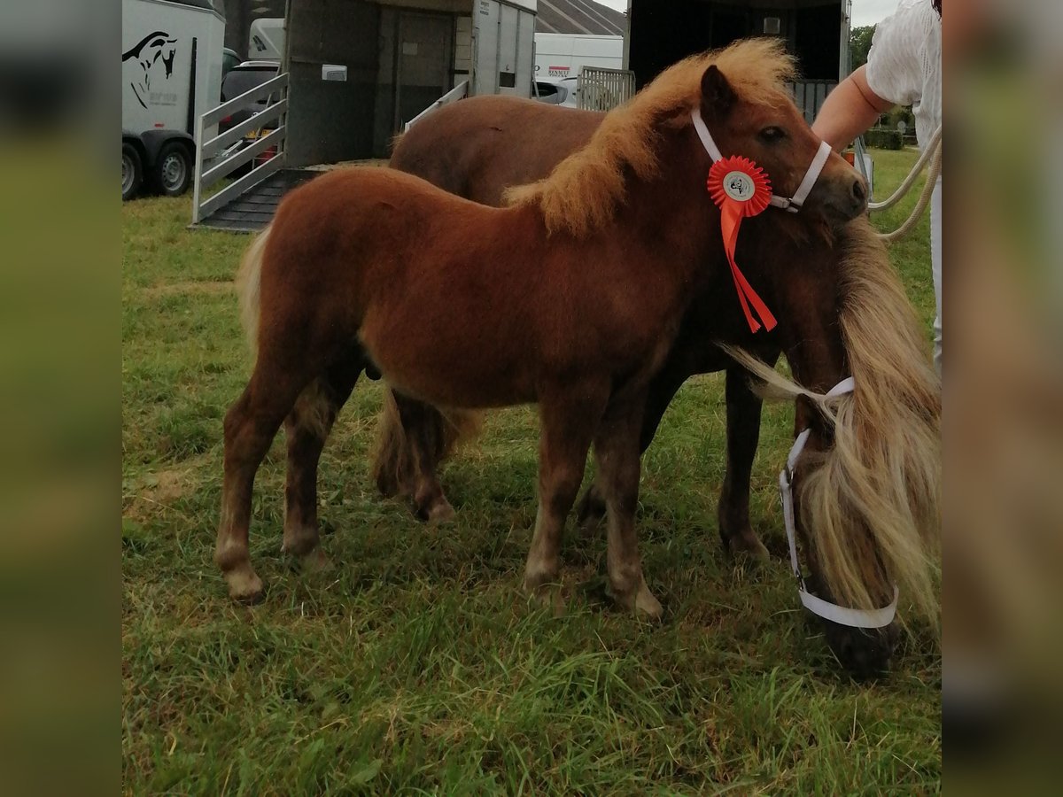 Poneys Shetland Étalon Poulain (05/2024) 90 cm Alezan in Zeddam