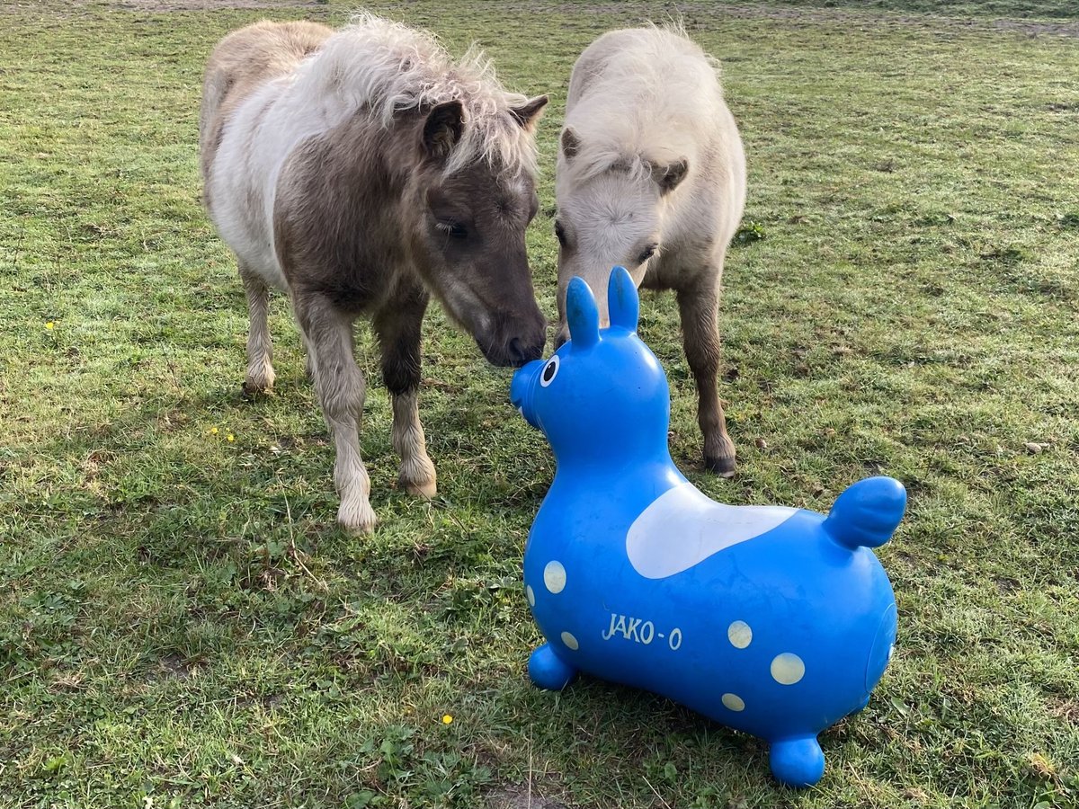 Poneys Shetland Étalon Poulain (06/2024) 95 cm Pinto in Varel