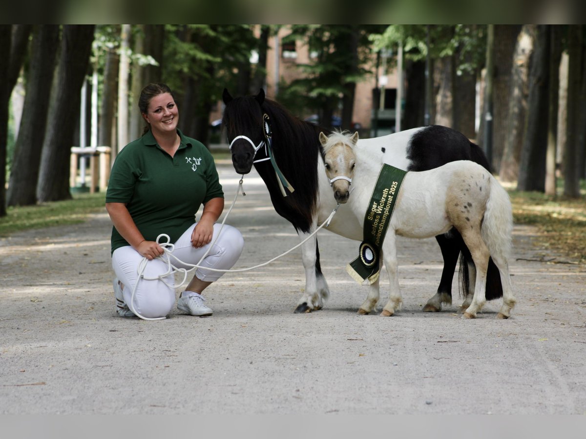 Poneys Shetland Étalon Poulain (05/2025) 95 cm Pinto in M&#xFC;lheim-K&#xE4;rlich