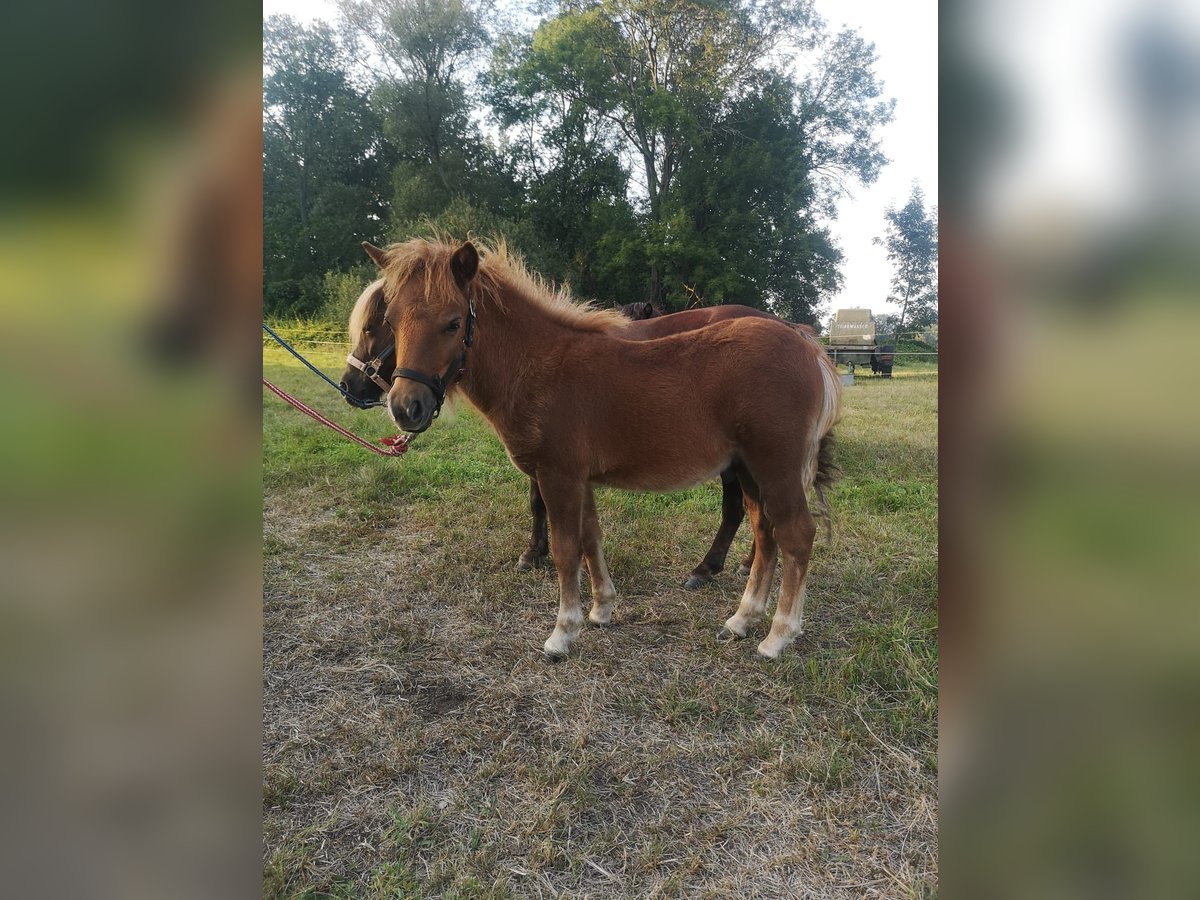 Poneys Shetland Étalon Poulain (05/2024) Alezan in Wittichenau