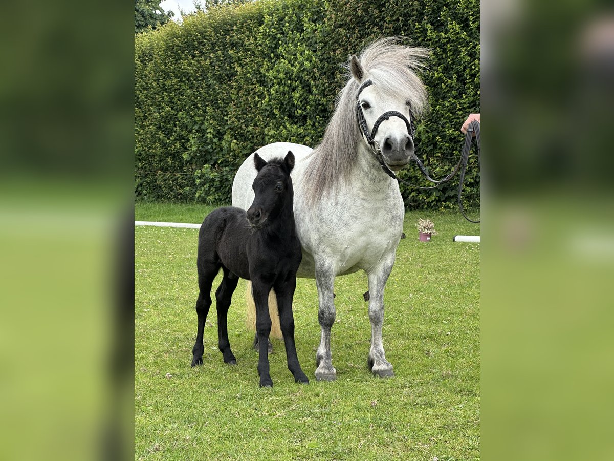Poneys Shetland Étalon  Gris noir in Westerstede