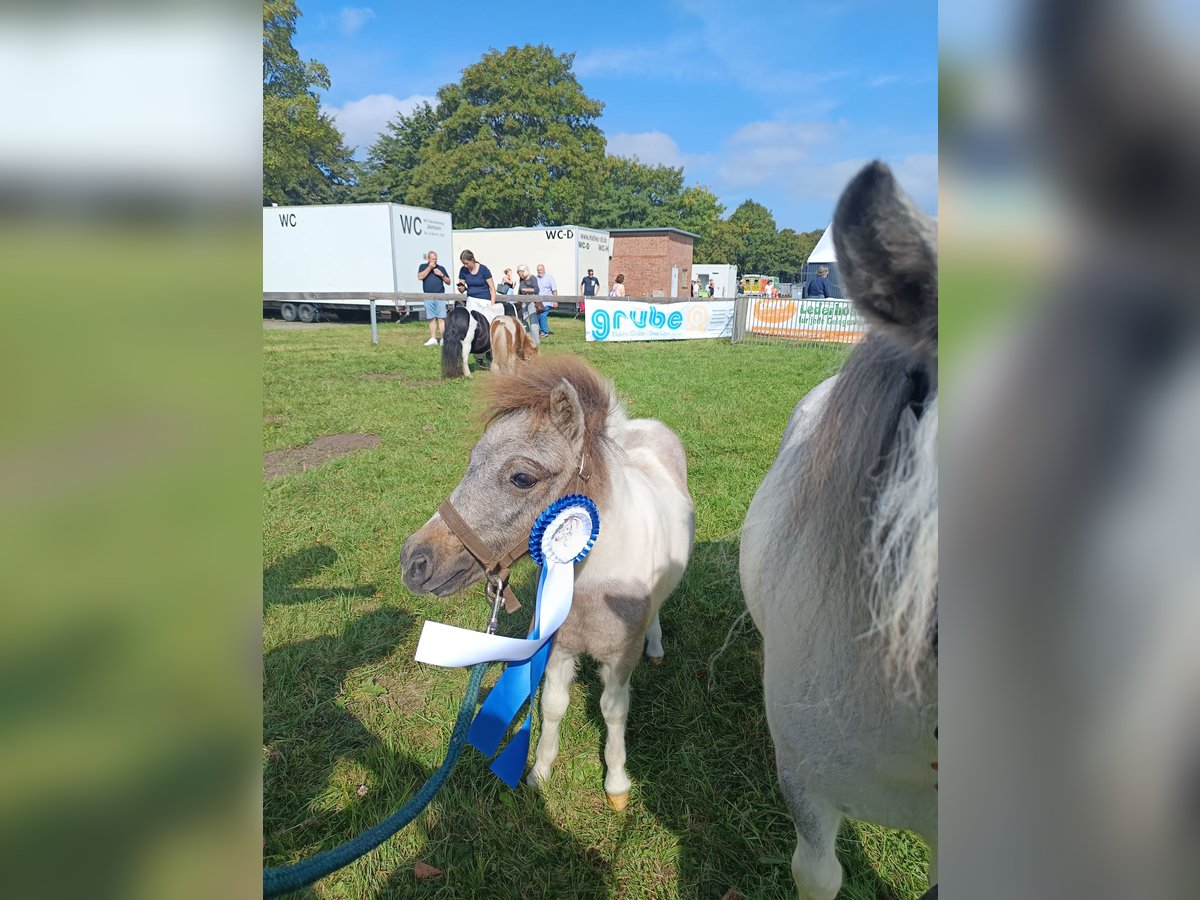 Poneys Shetland Étalon Poulain (04/2024) Peut devenir gris in hohenlockstedt