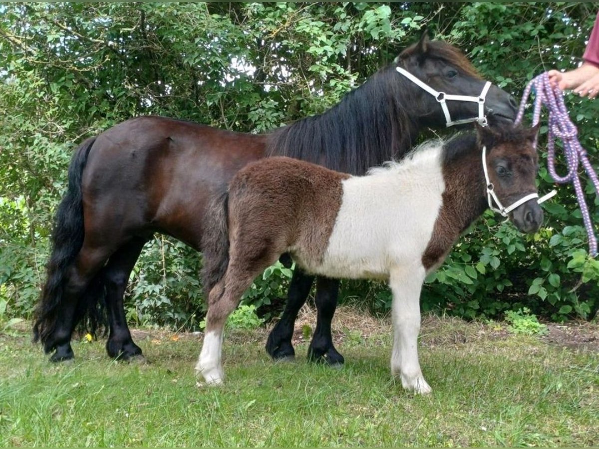 Poneys Shetland Étalon Poulain (05/2024) Pinto in Schönheide