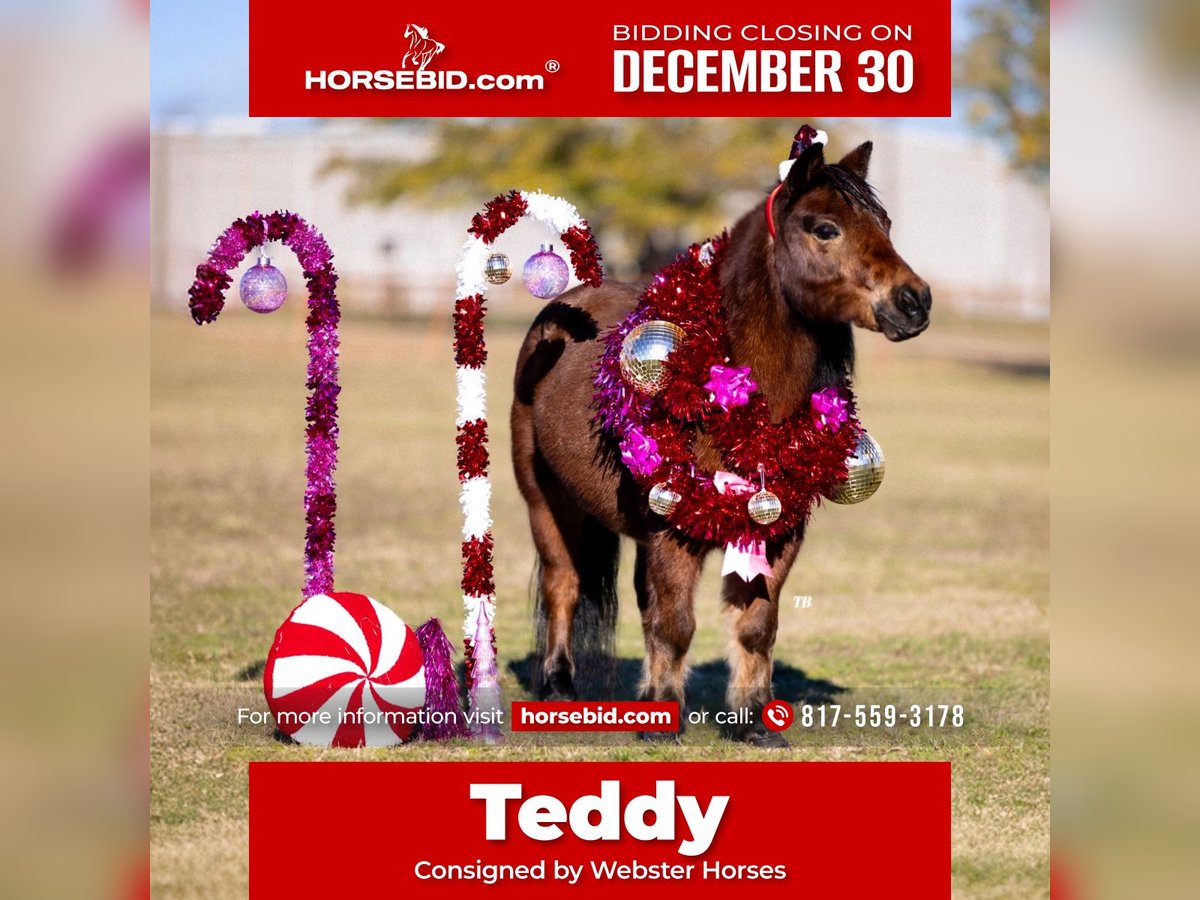 Poneys Shetland Hongre 12 Ans 102 cm Roan-Bay in Weatherford, TX