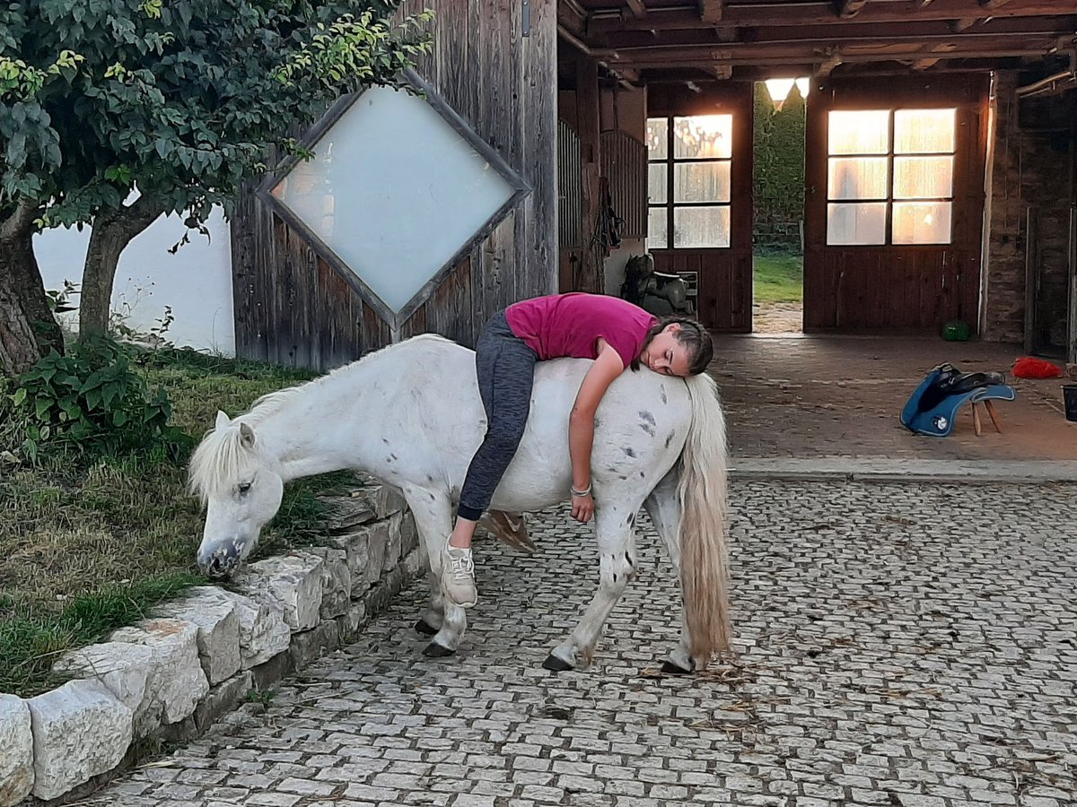 Poneys Shetland Hongre 13 Ans 110 cm Léopard in Daiting