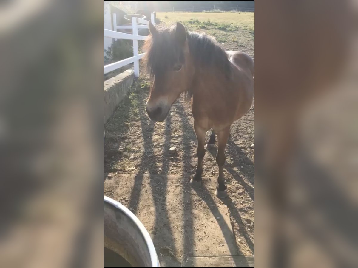 Poneys Shetland Hongre 14 Ans 110 cm Bai in Ochsenhausen