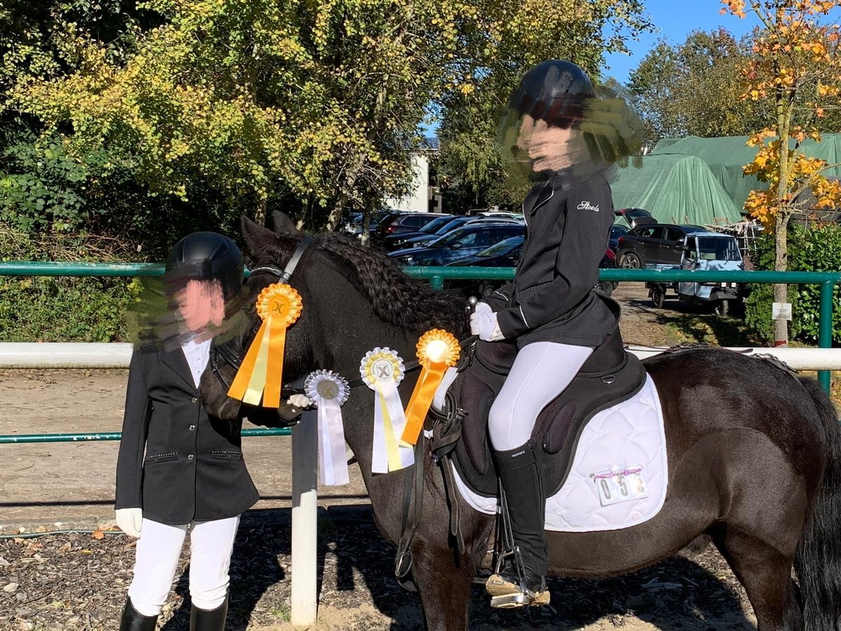 Poneys Shetland Croisé Hongre 14 Ans 115 cm Noir in Dortmund