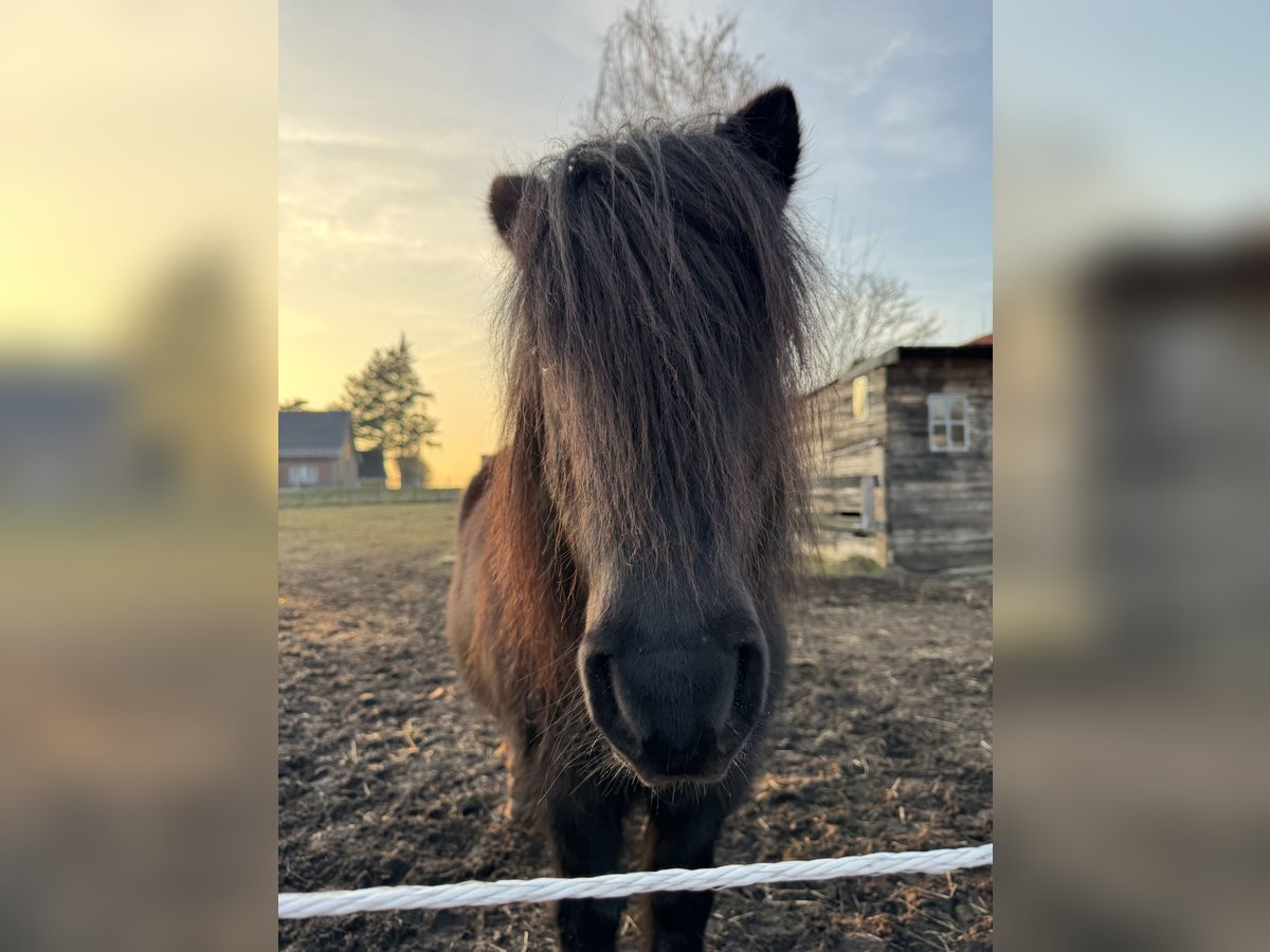 Poneys Shetland Hongre 15 Ans 109 cm Noir in Neuhaus