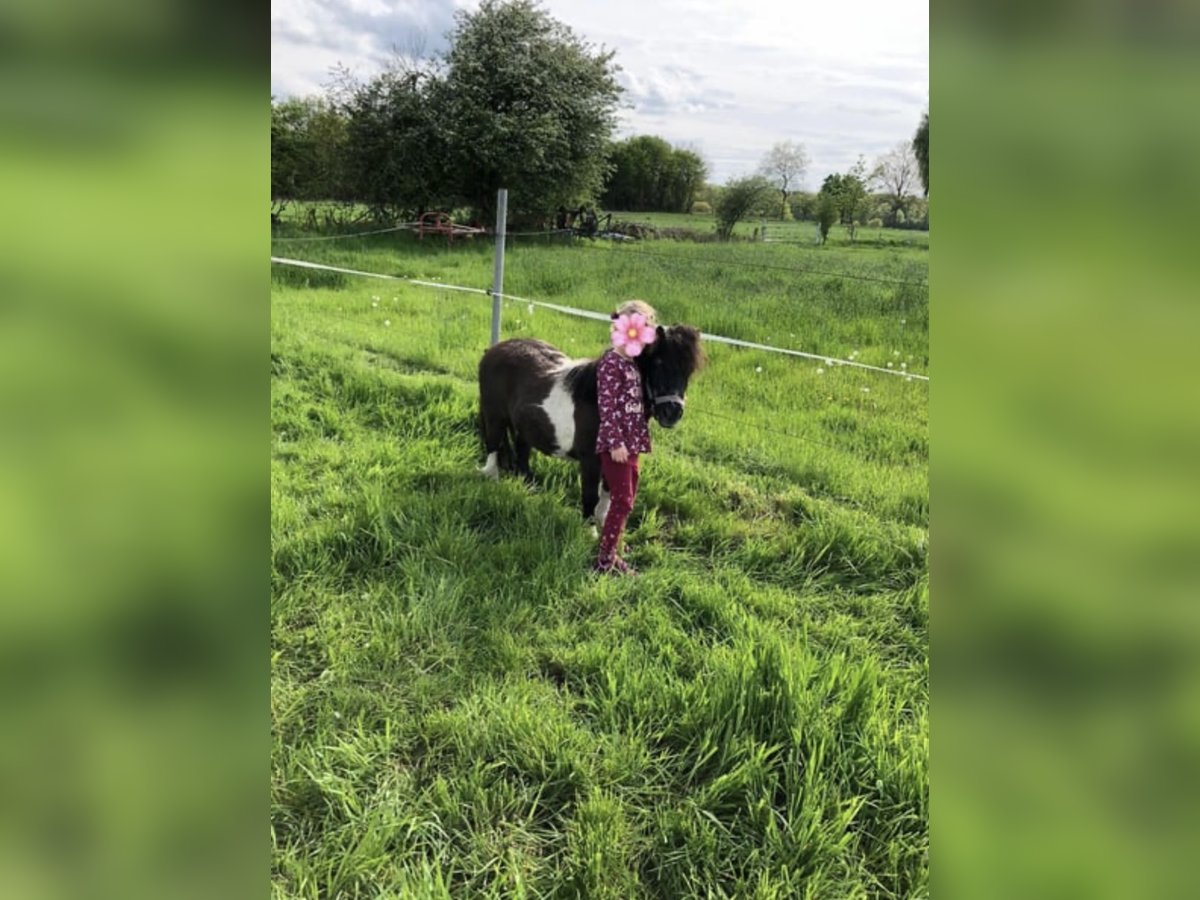 Poneys Shetland Hongre 15 Ans 82 cm Pinto in Rethem