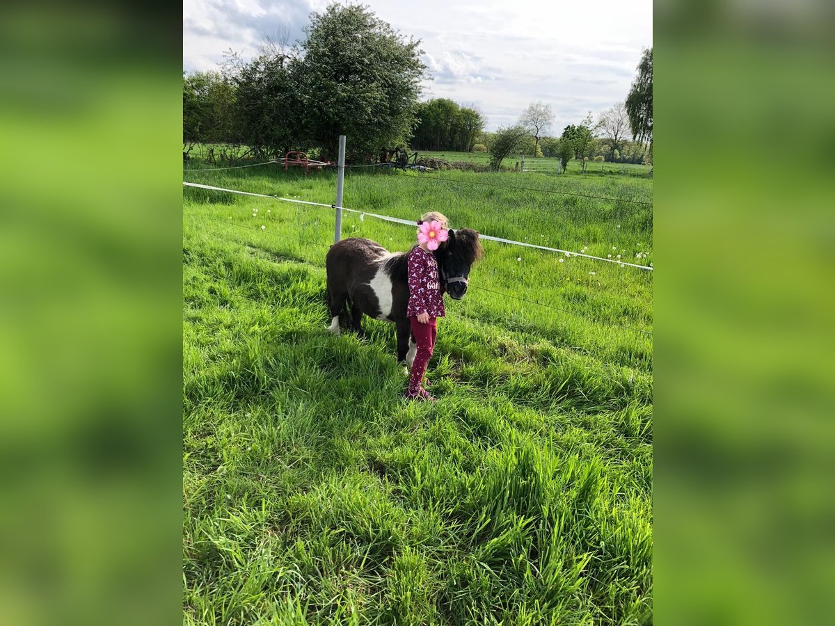 Poneys Shetland Hongre 15 Ans 82 cm Pinto in Rethem