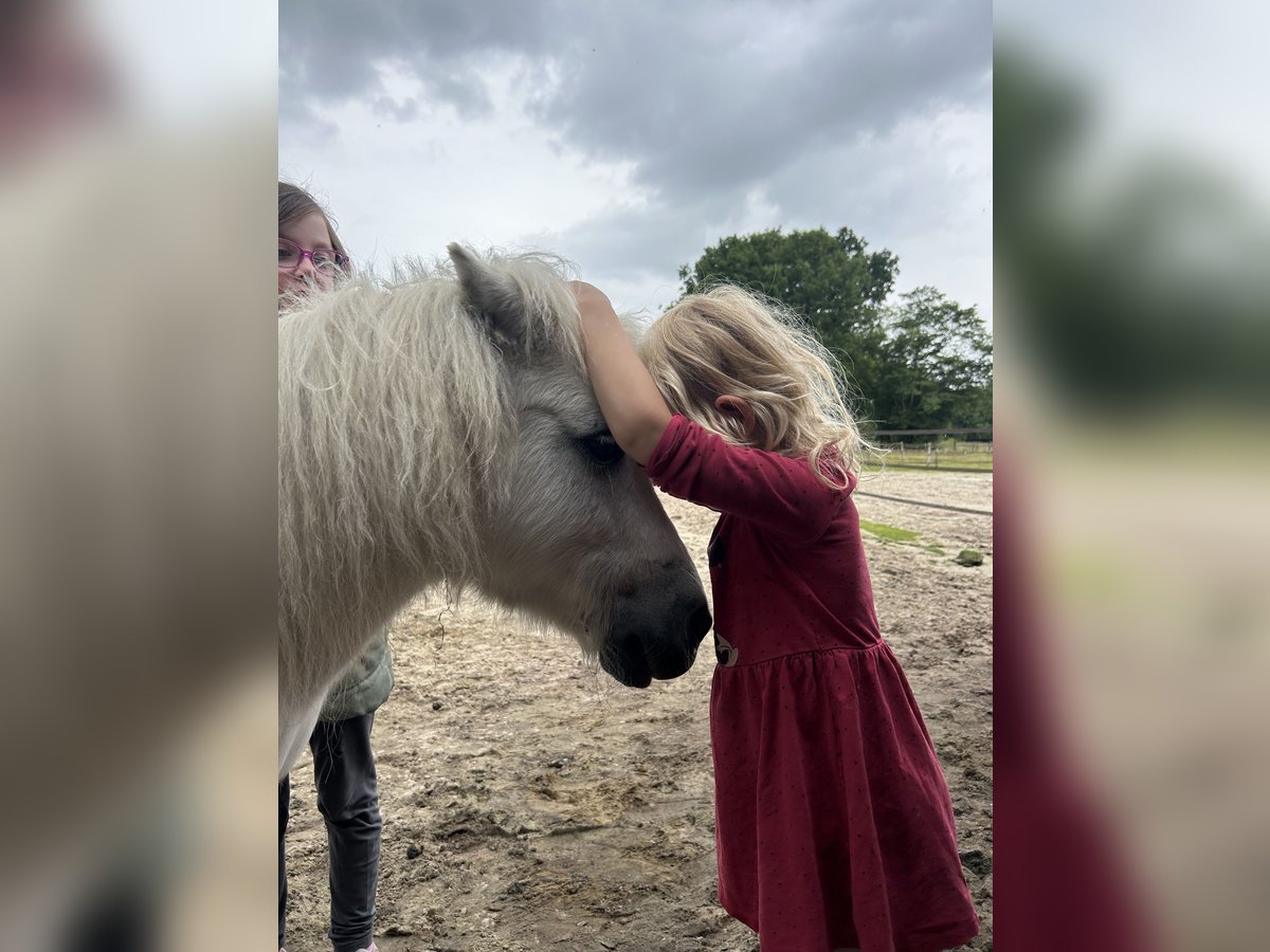 Poneys Shetland Hongre 16 Ans 95 cm Gris in Zetel