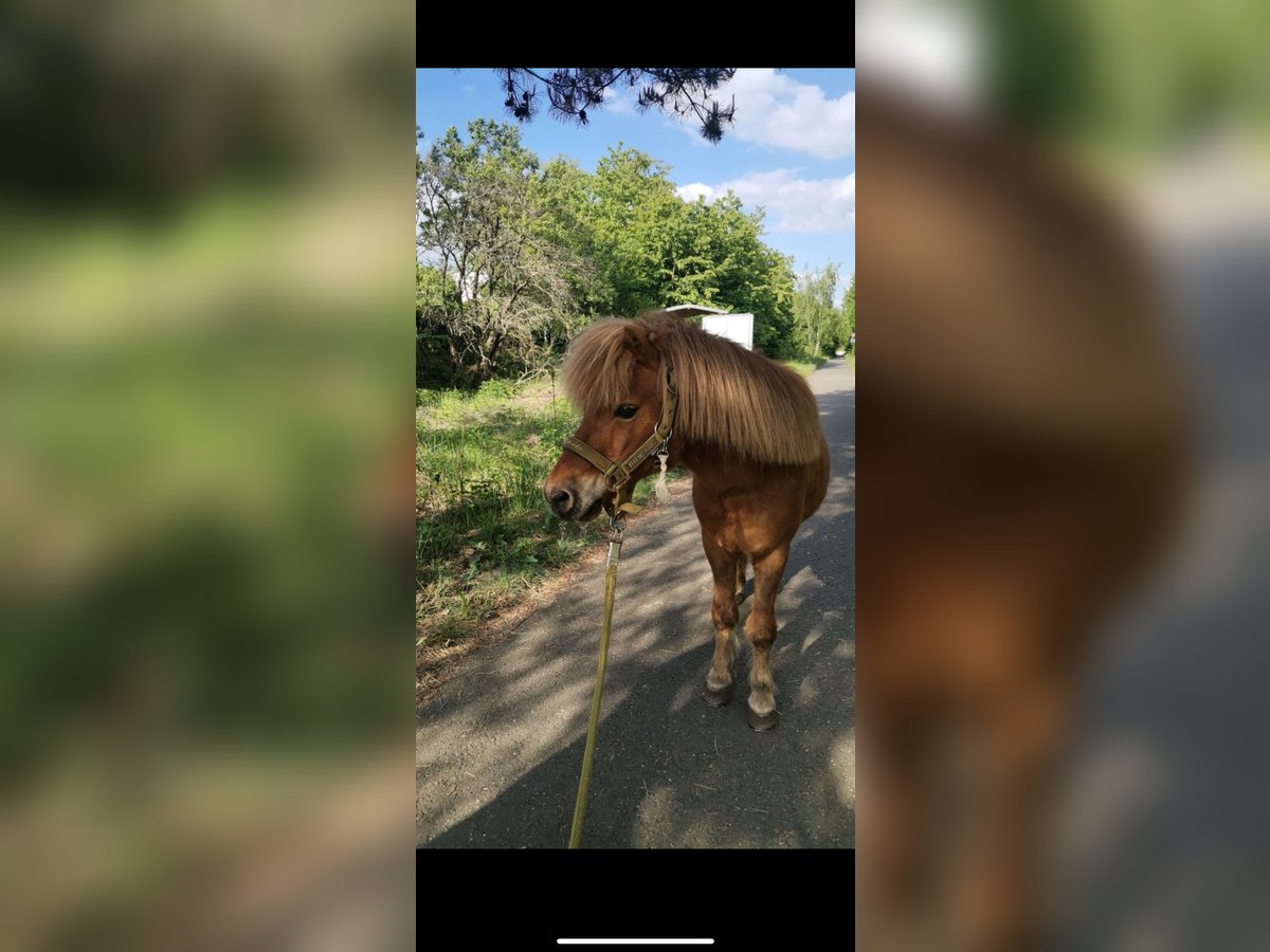 Poneys Shetland Hongre 18 Ans 100 cm Alezan in Droy&#xDF;ig