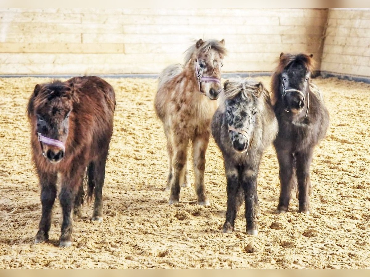 Poneys Shetland Hongre 1 Année in SulzbergSulzberg