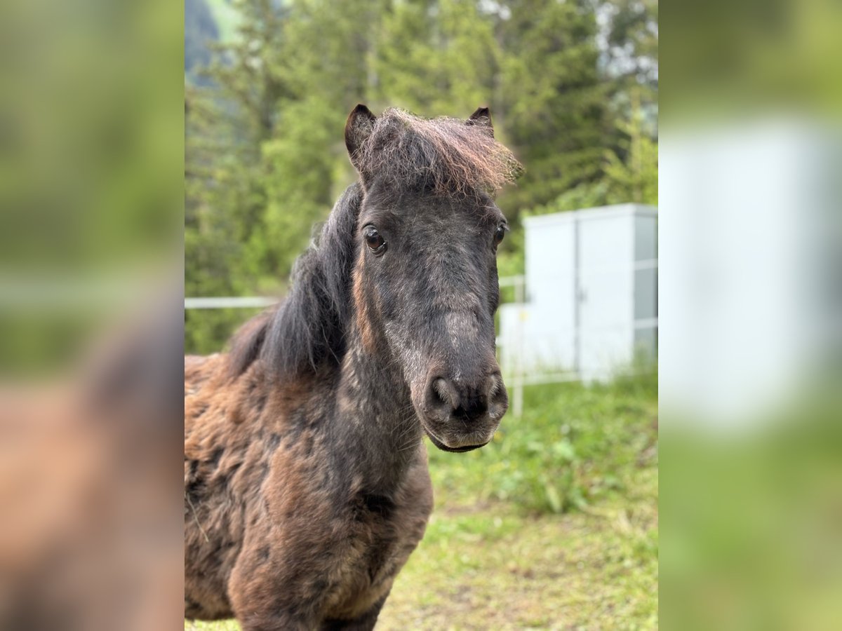 Poneys Shetland Hongre 20 Ans 100 cm Noir in Häselgehr