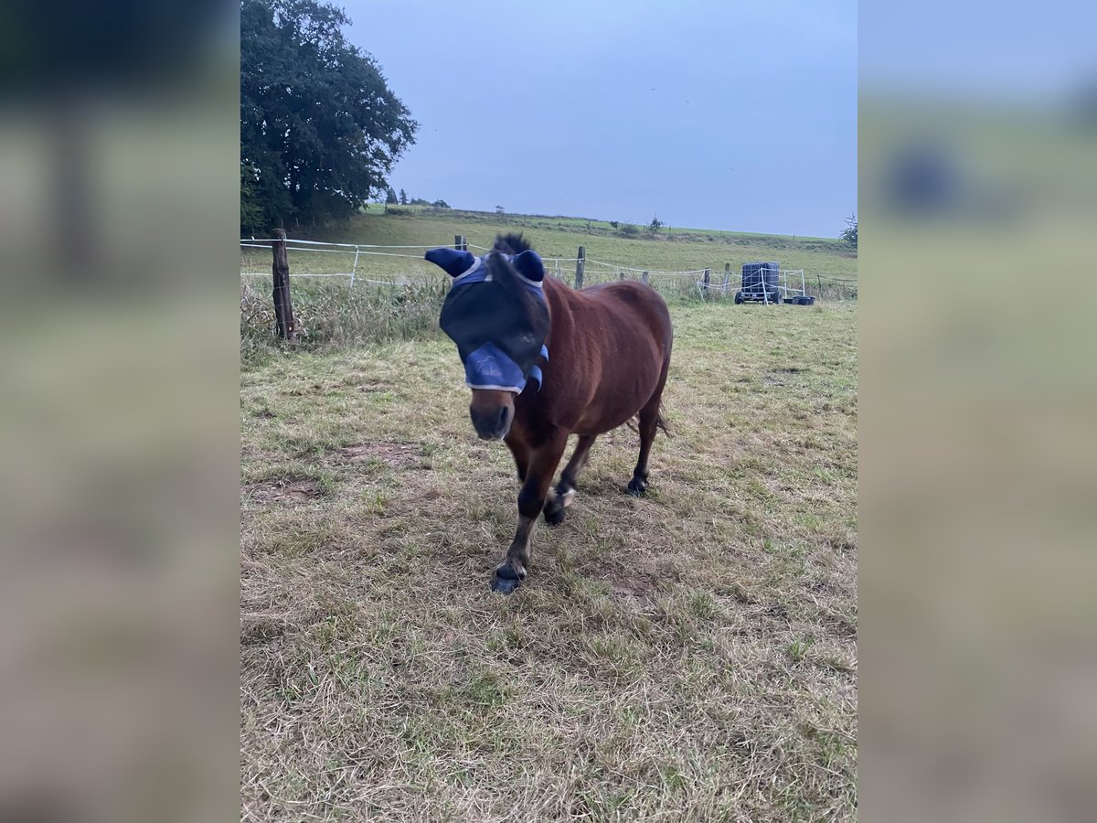 Poneys Shetland Croisé Hongre 20 Ans 125 cm Bai in Baunatal