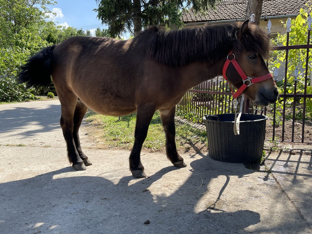 Poneys Shetland Hongre 20 Ans Bai cerise in Đala