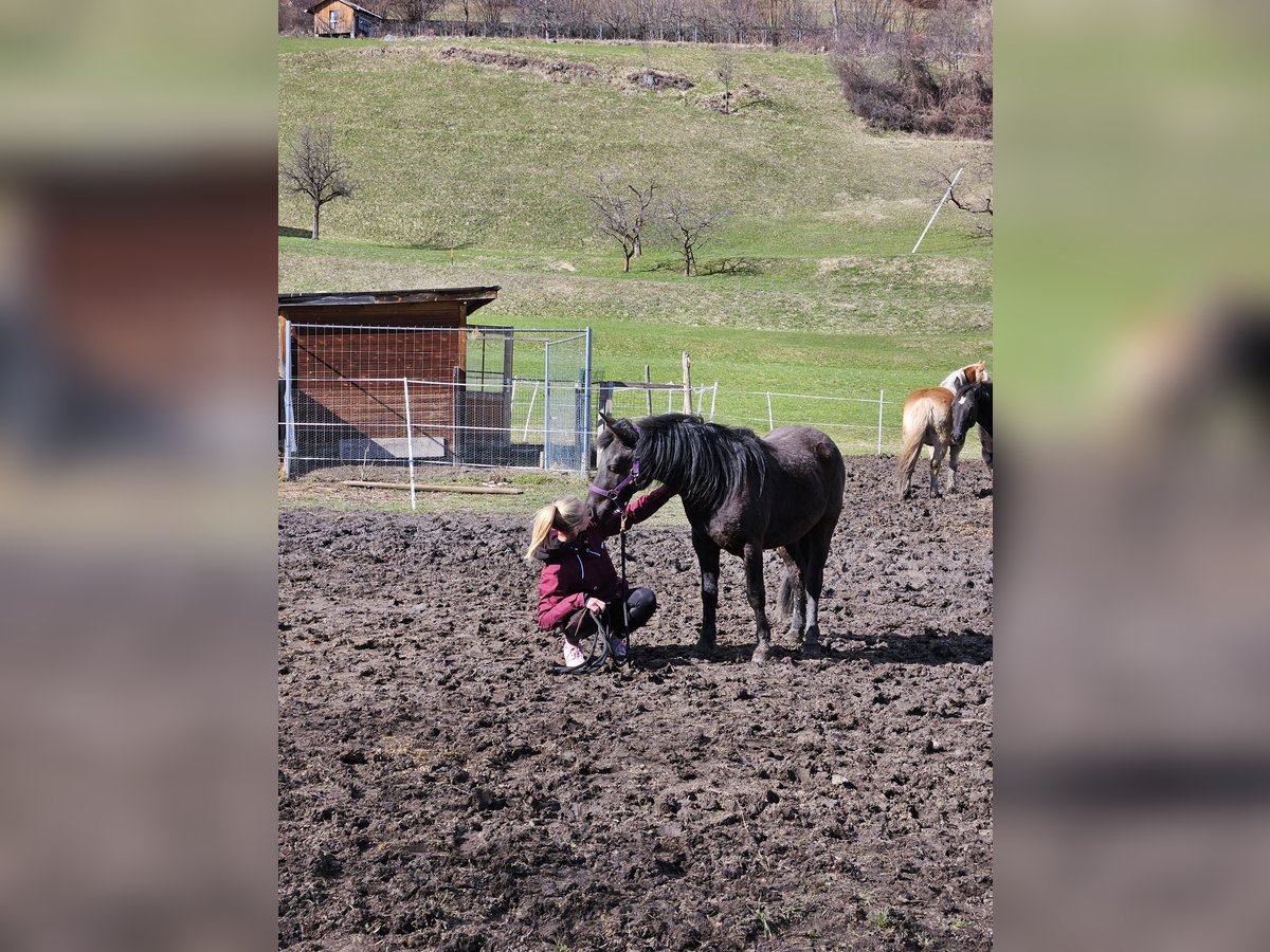 Poneys Shetland Croisé Hongre 2 Ans 120 cm Noir in Fließfliess