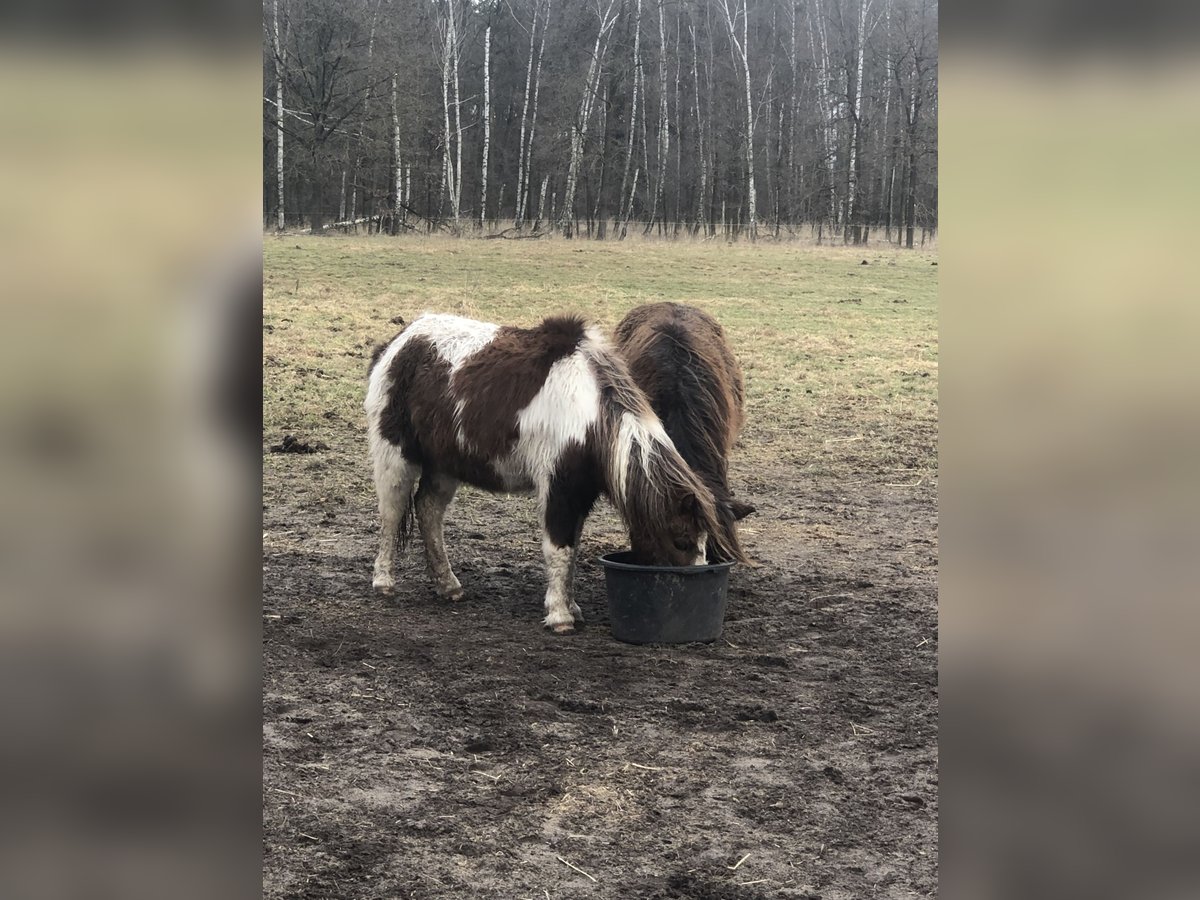 Poneys Shetland Croisé Hongre 34 Ans 105 cm Pinto in Ribbesbüttel