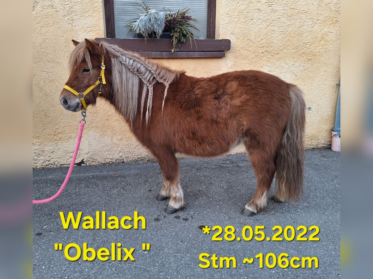 Poneys Shetland Hongre 3 Ans 105 cm Alezan in Argenbühl