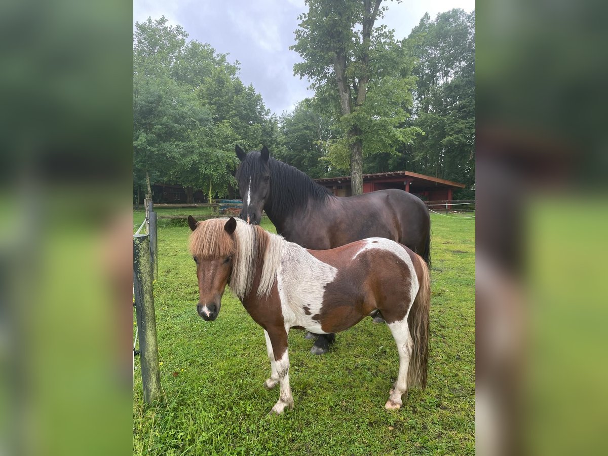 Poneys Shetland Hongre 3 Ans 105 cm Pinto in Bramsche