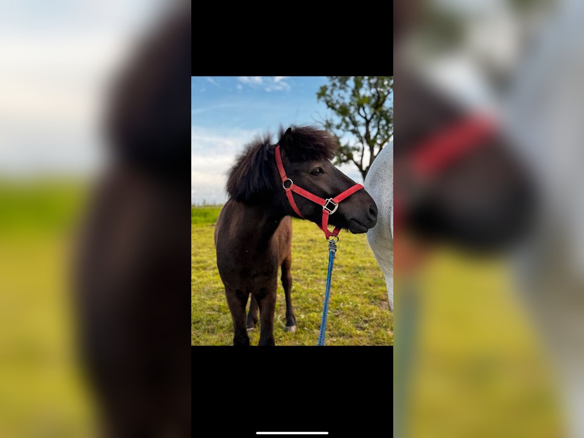 Poneys Shetland Hongre 3 Ans 115 cm Bai brun in Wehr