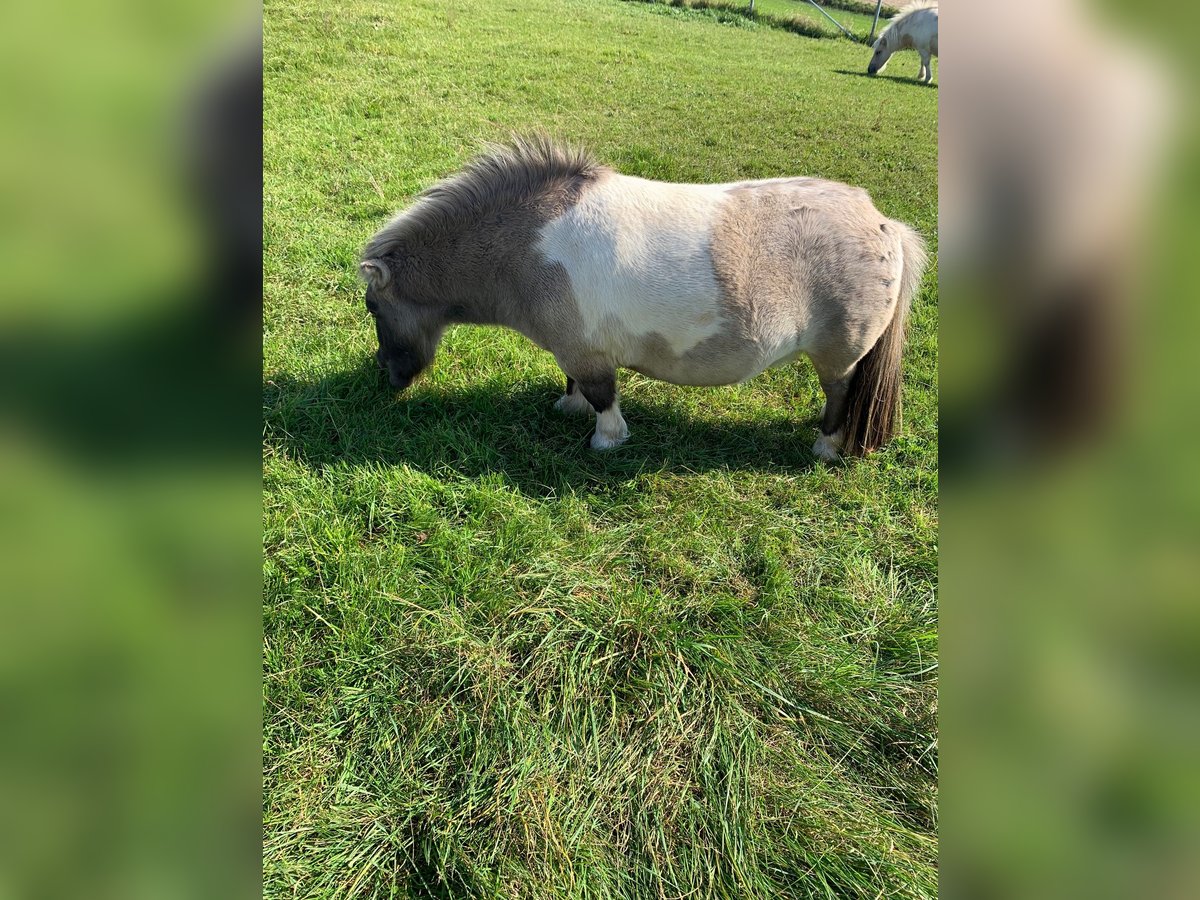 Poneys Shetland Hongre 3 Ans 75 cm Bai in Kranzberg