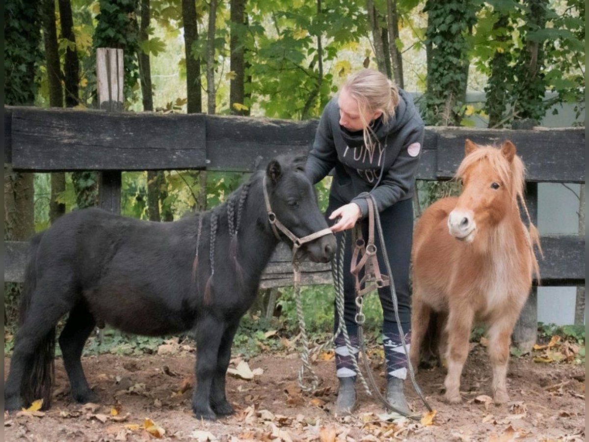 Poneys Shetland Hongre 3 Ans 90 cm Noir in Bruchsal