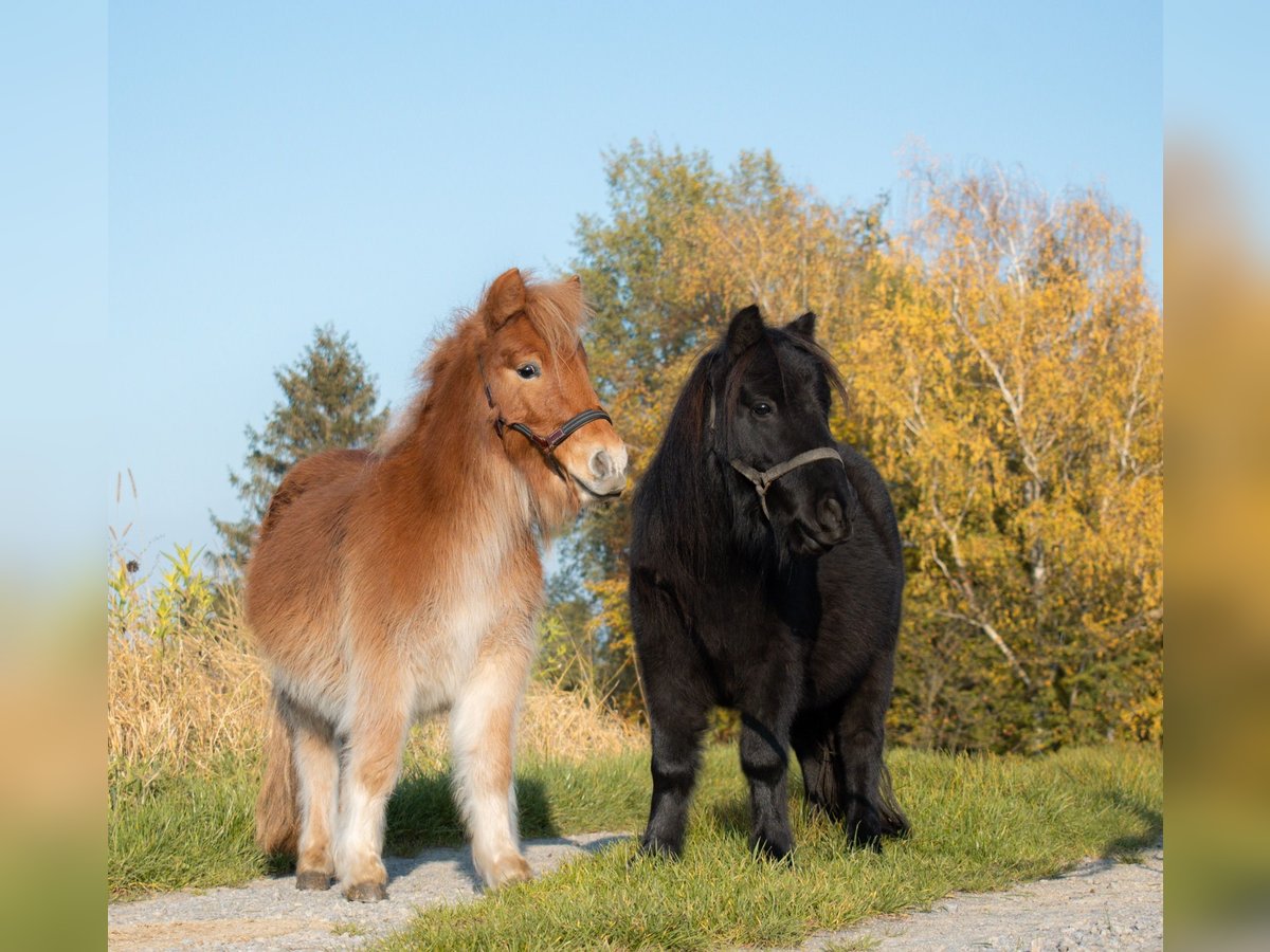 Poneys Shetland Hongre 3 Ans 90 cm Noir in Bruchsal