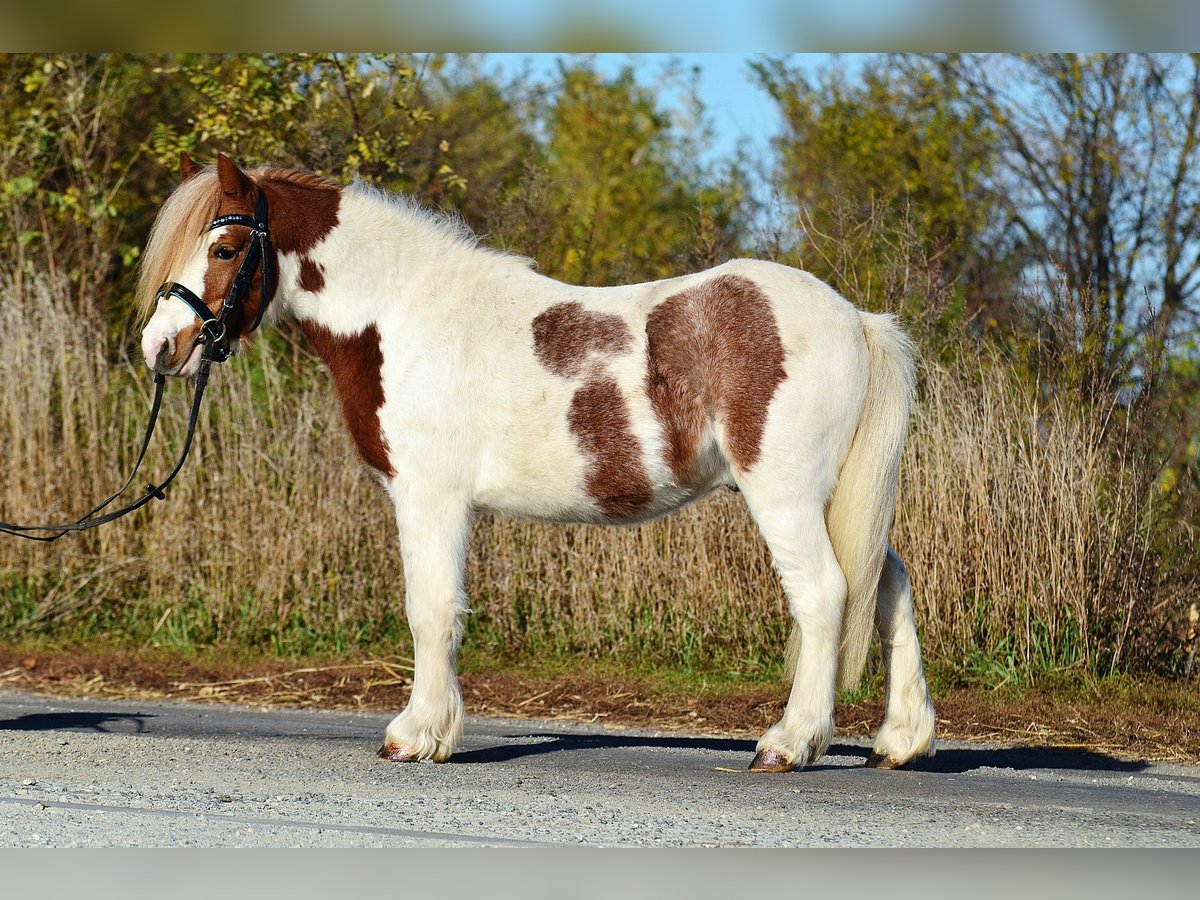 Poneys Shetland Hongre 4 Ans 107 cm Pinto in Radziejów