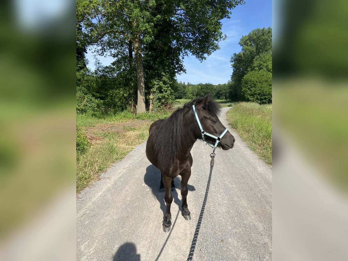 Poneys Shetland Hongre 4 Ans 110 cm Bai brun in Coesfeld