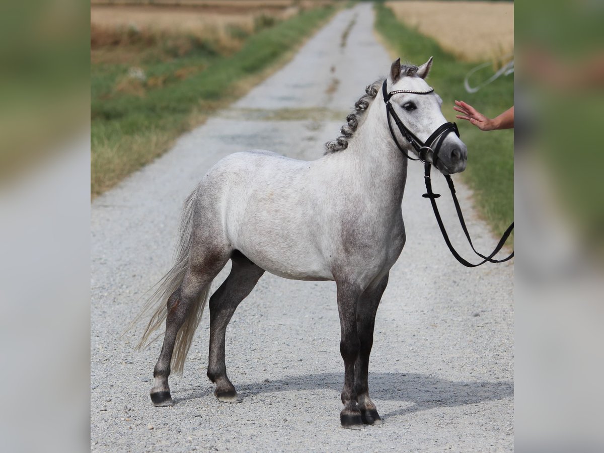 Poneys Shetland Hongre 4 Ans 110 cm Gris in Rudersdorf