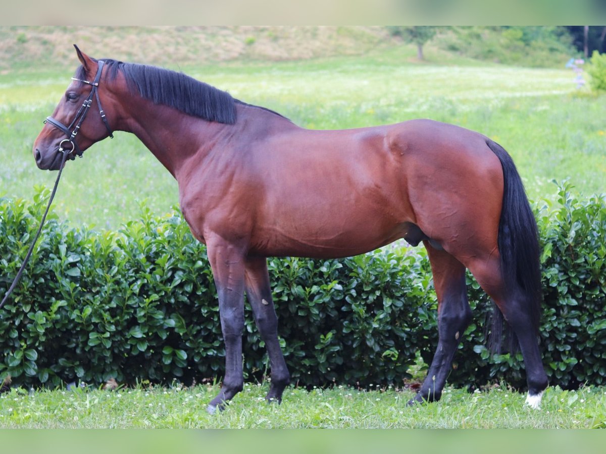 Poneys Shetland Hongre 4 Ans 166 cm Bai in Haag Dorf