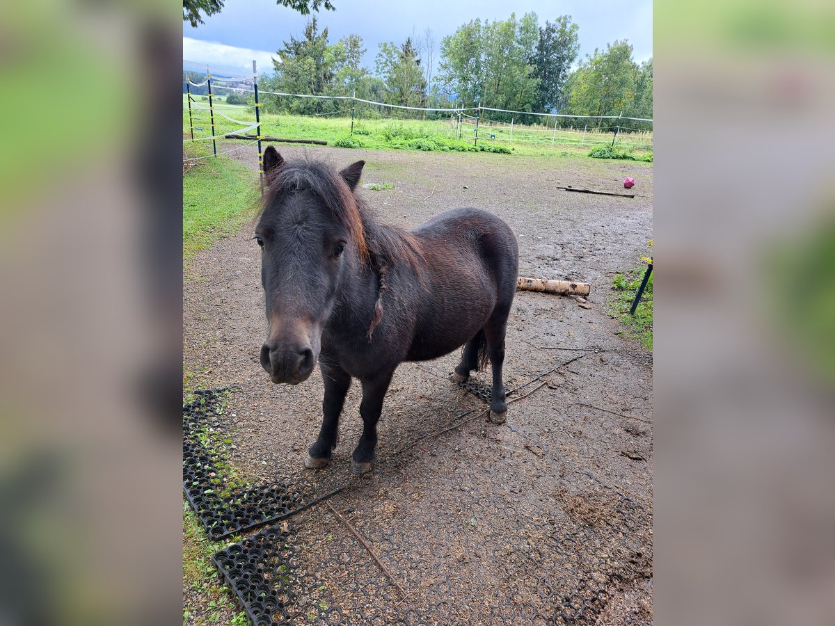 Poneys Shetland Hongre 4 Ans 90 cm Bai brun in Dietmannsried