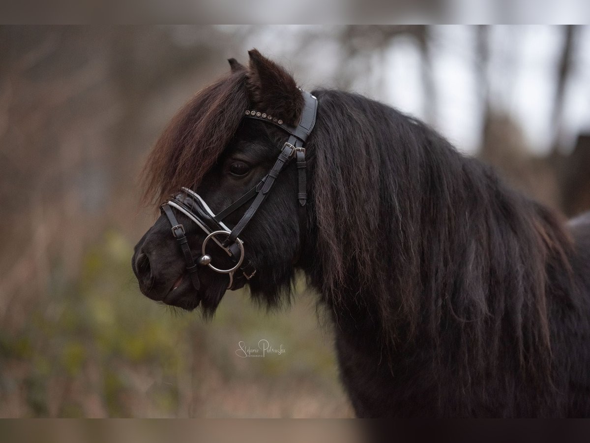 Poneys Shetland Hongre 5 Ans 98 cm Noir in Norderstedt