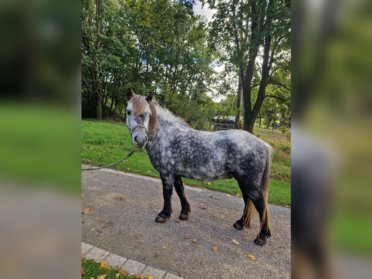 Poneys Shetland Hongre 6 Ans 110 cm Gris pommelé in Brakel