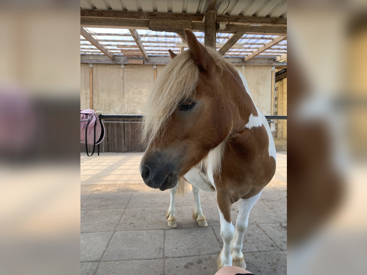 Poneys Shetland Hongre 6 Ans 110 cm Pinto in Wesendahl