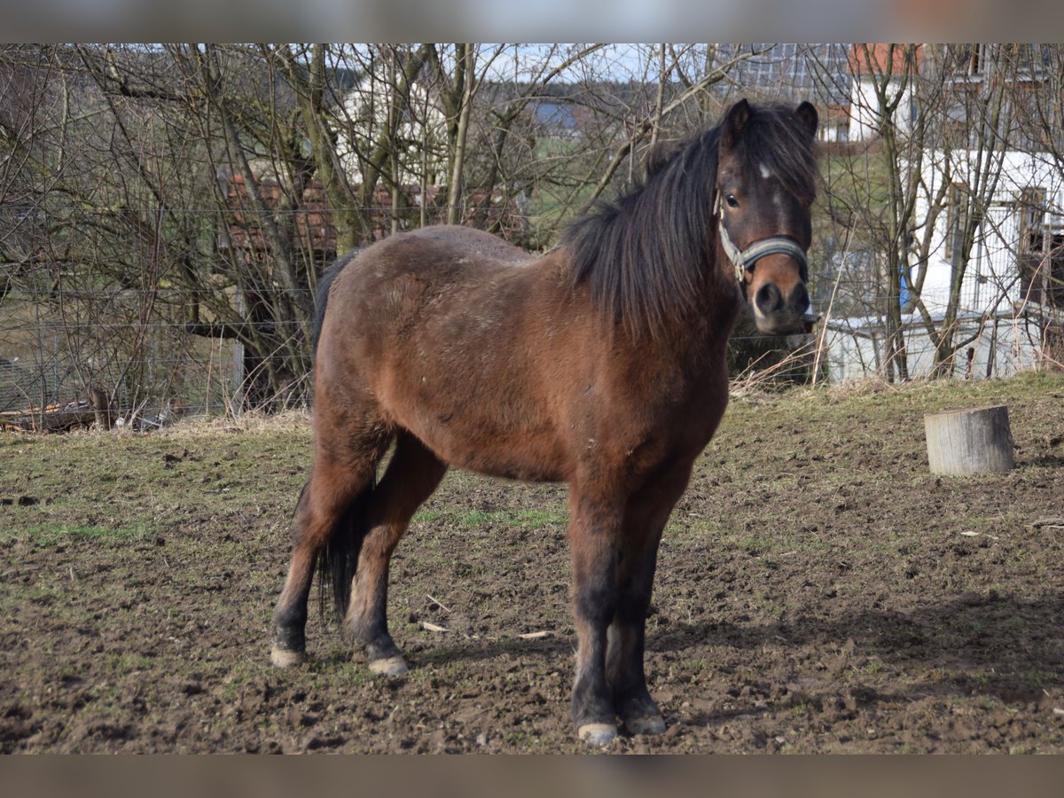 Poneys Shetland Croisé Hongre 6 Ans 120 cm Bai in Eberhardzell