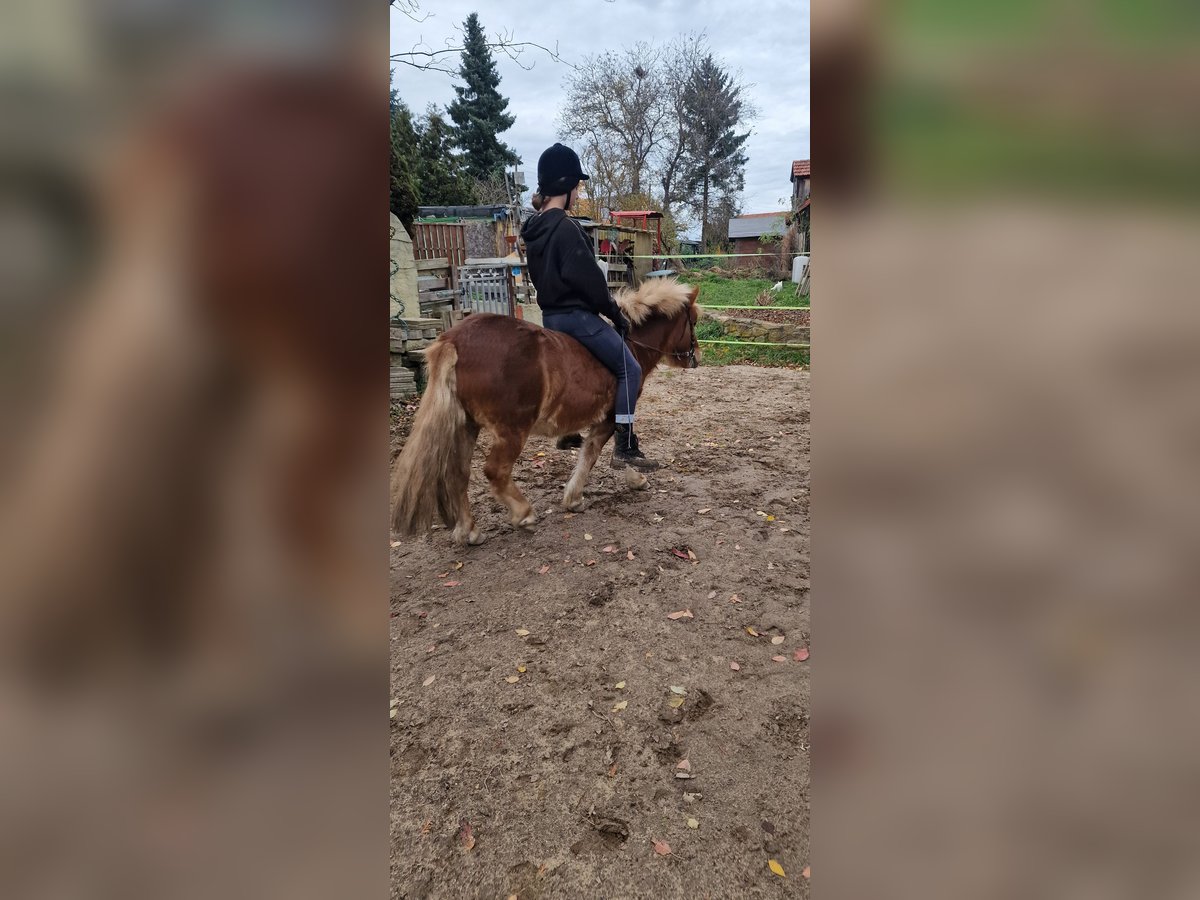 Poneys Shetland Hongre 7 Ans 107 cm Alezan in Klingenberg