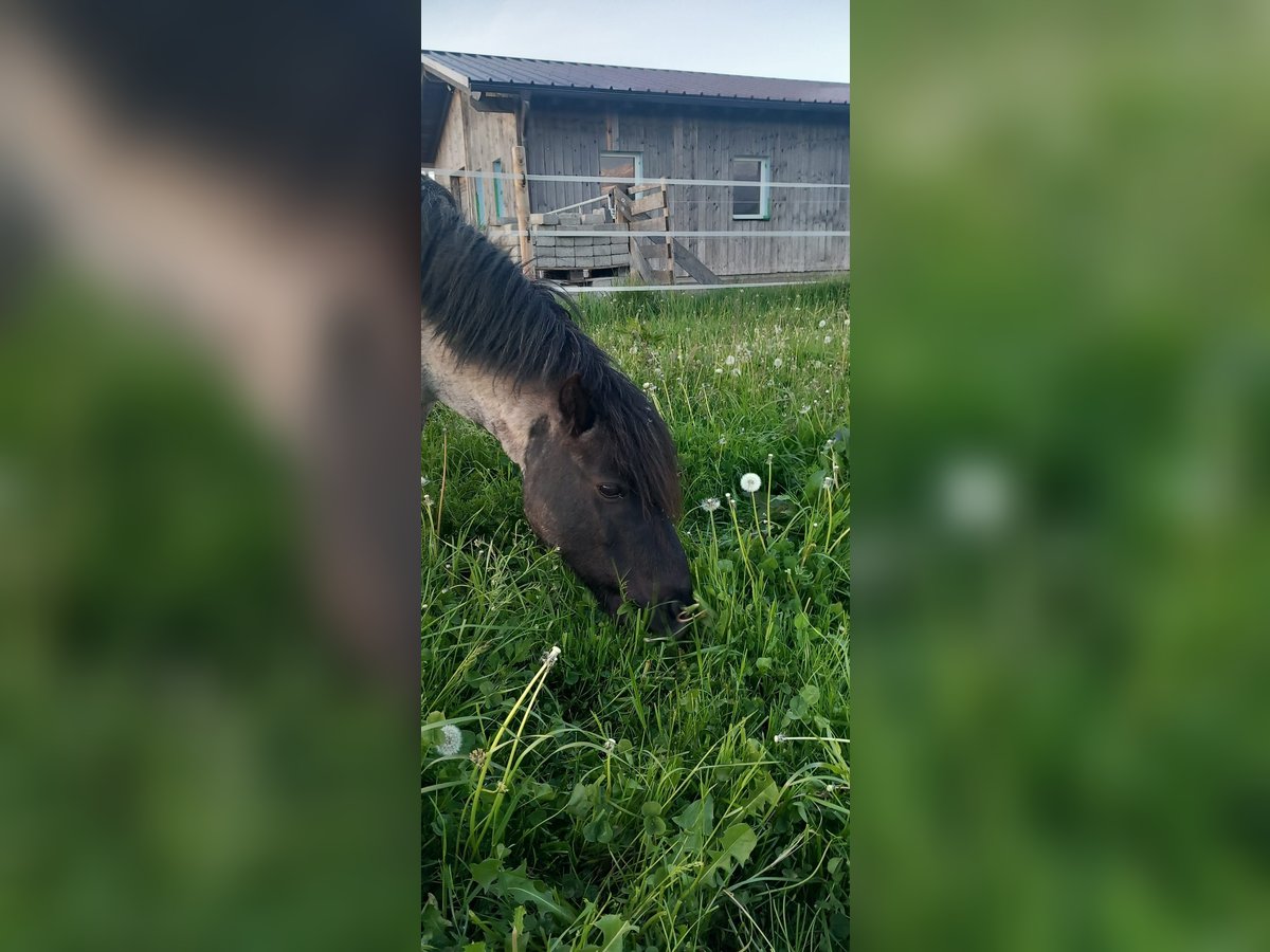 Poneys Shetland Hongre 7 Ans 110 cm Roan-Bay in Koblach