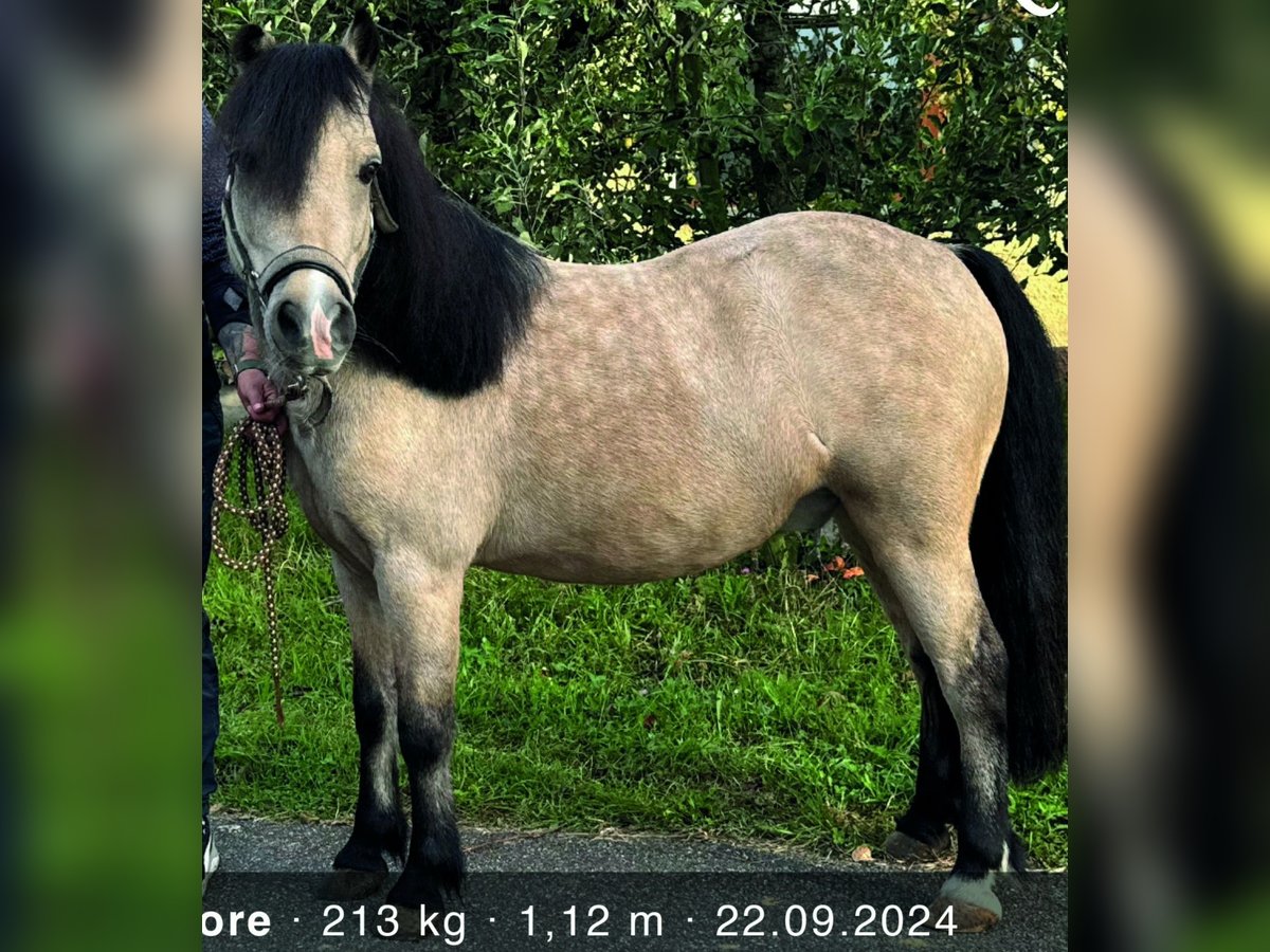 Poneys Shetland Hongre 7 Ans 112 cm Isabelle in Oberderdingen